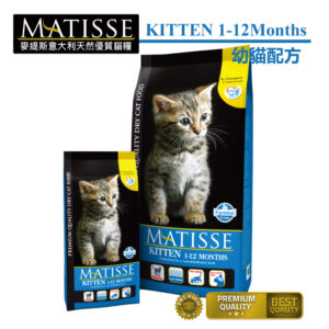 Matisse KITTEN 幼貓